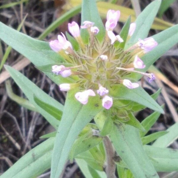 Collomia linearis 花