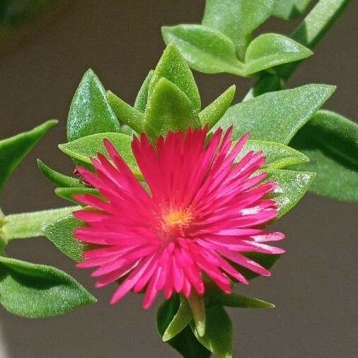 Aptenia cordifolia Blomma