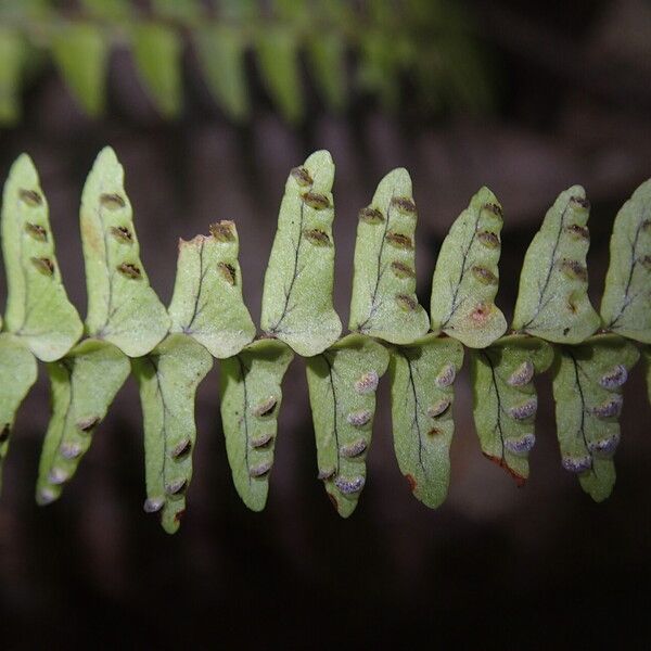 Nephrolepis undulata Leaf