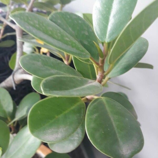 Ficus microcarpa Leaf