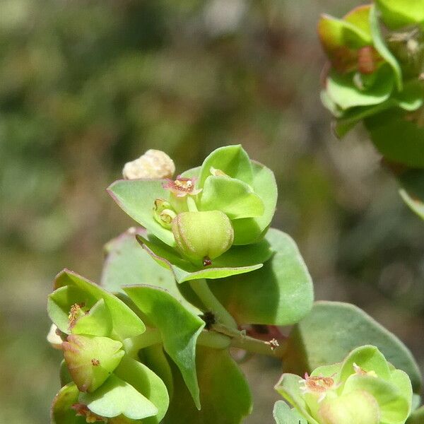 Euphorbia peplus Leaf