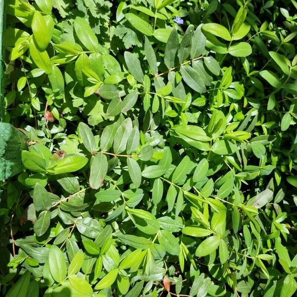 Euphorbia nutans Leaf