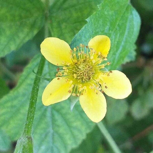 Geum urbanum Blüte