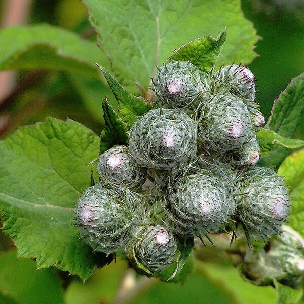 Arctium tomentosum Blodyn