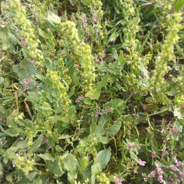 Rumex dentatus Blad