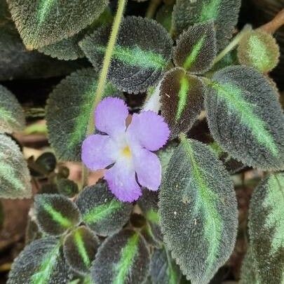 Episcia lilacina Flower