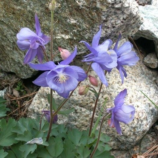 Aquilegia bernardii आदत