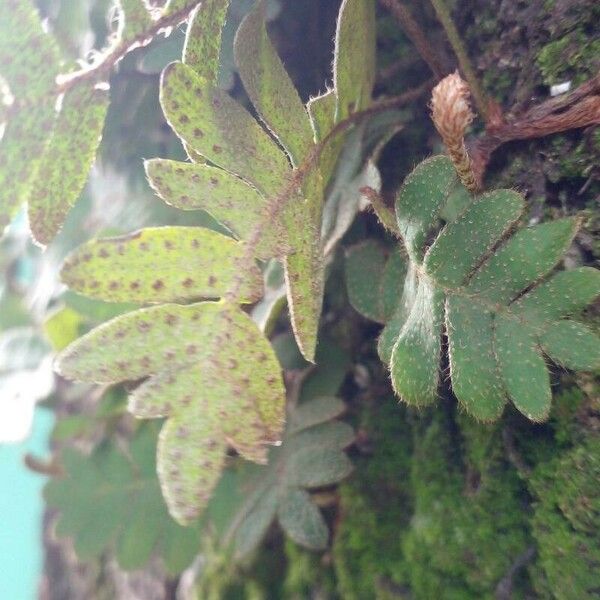 Pleopeltis polypodioides Other