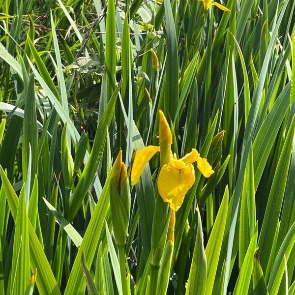 Iris pseudacorus Pokrój