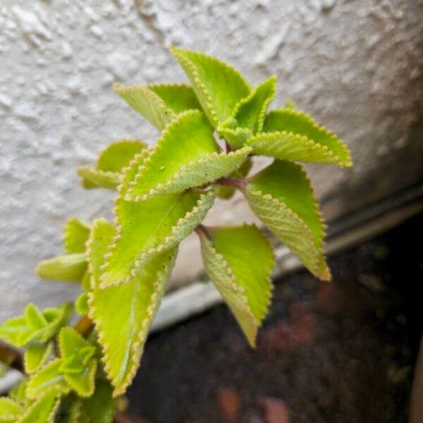 Coleus amboinicus ഇല