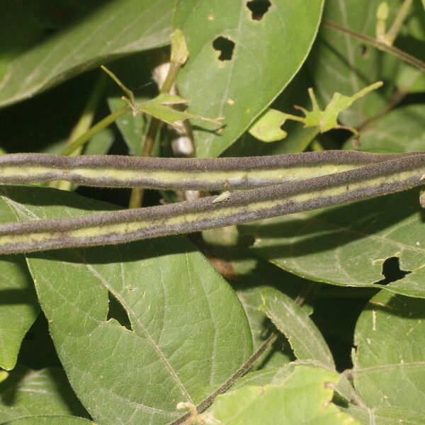 Centrosema pubescens Frukt