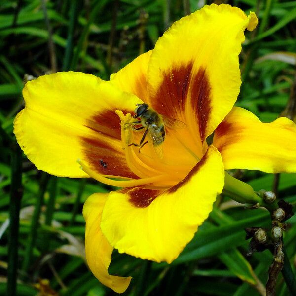 Hemerocallis lilioasphodelus Kukka