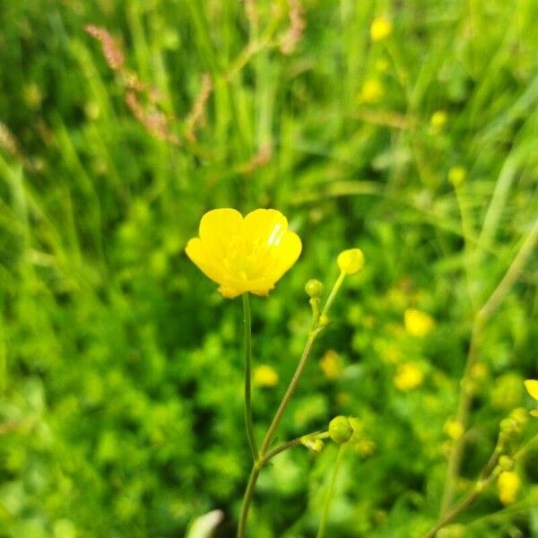 Ranunculus acris 花