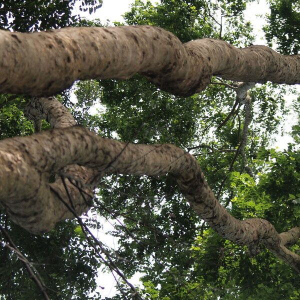 Combretum lokele बार्क (छाल)