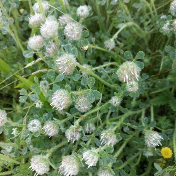 Trifolium cherleri Flower