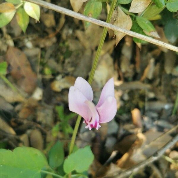 Cyclamen hederifolium Λουλούδι