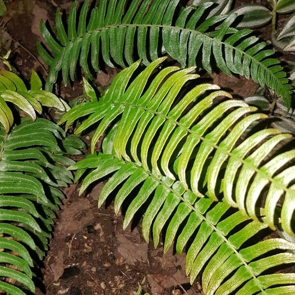 Blechnum occidentale 葉