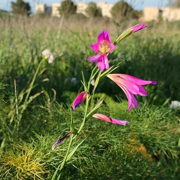 Gladiolus italicus പുഷ്പം