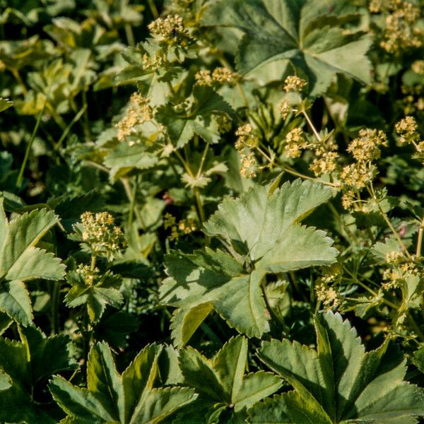 Alchemilla subcrenata Flower