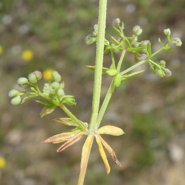 Galium parisiense Žievė