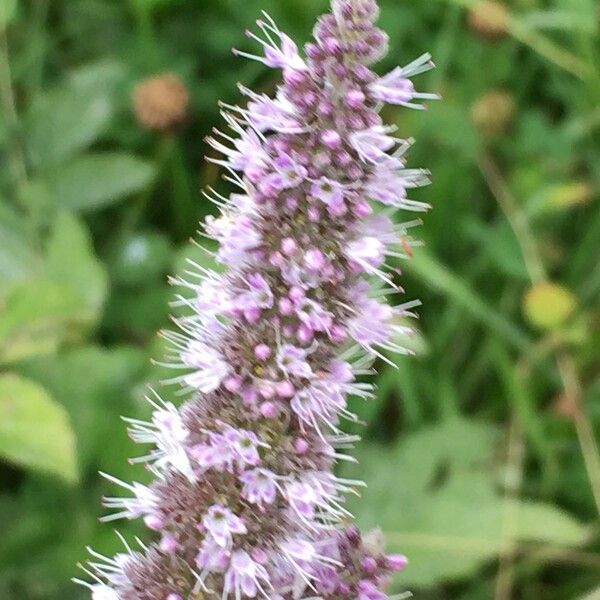 Mentha longifolia Žiedas