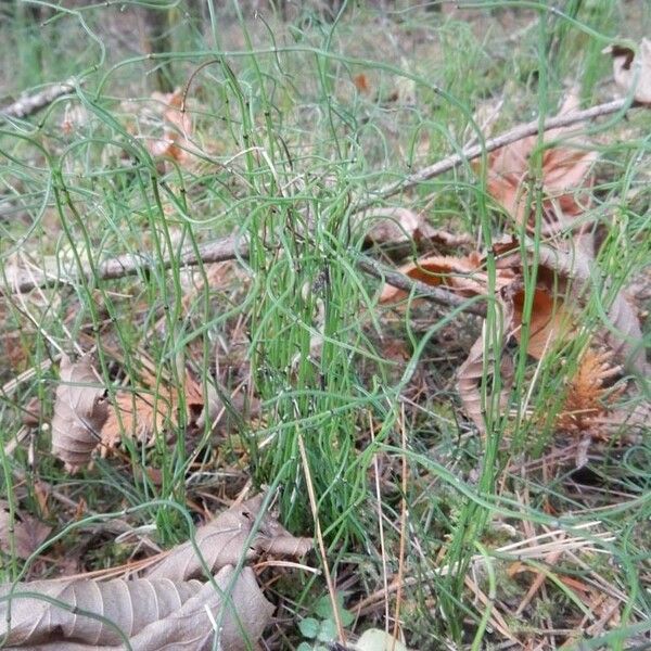 Equisetum scirpoides Hábito