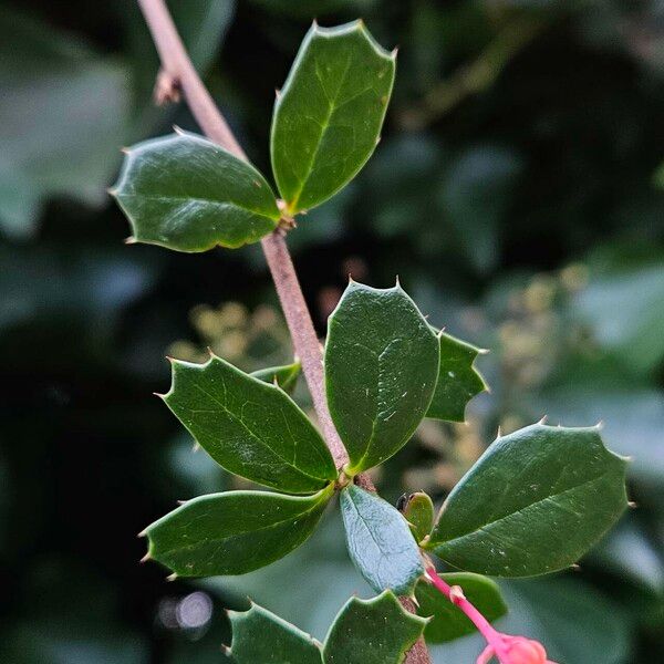 Berberis darwinii Levél