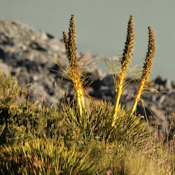 Aciphylla aurea Květ