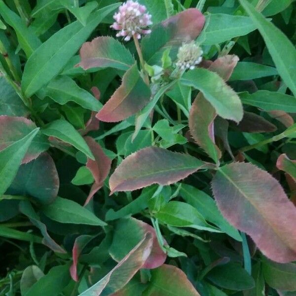 Trifolium glomeratum Flower