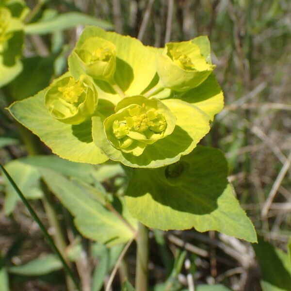 Euphorbia serrata Flor