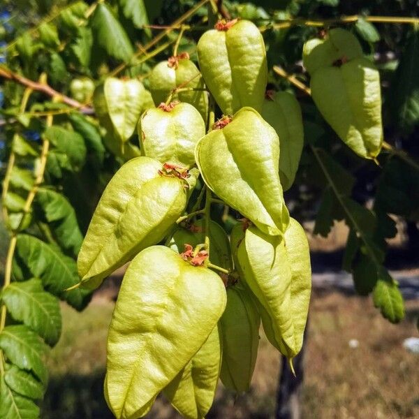 Koelreuteria paniculata Fruto