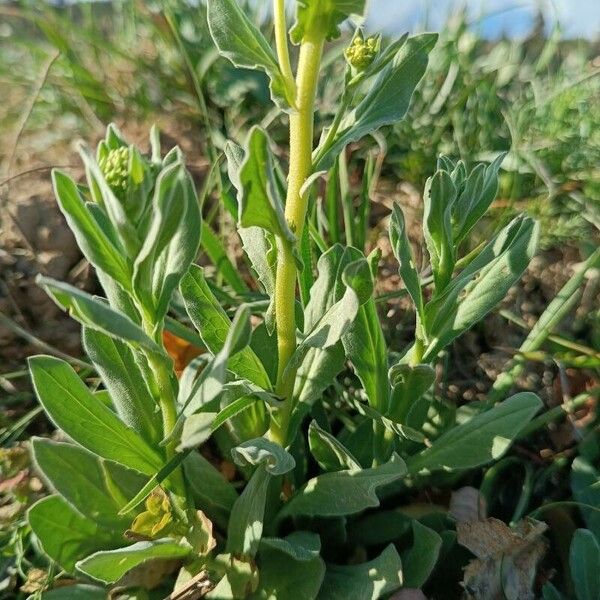 Lepidium draba पत्ता