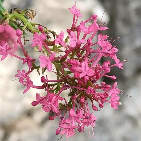 Centranthus angustifolius Virág