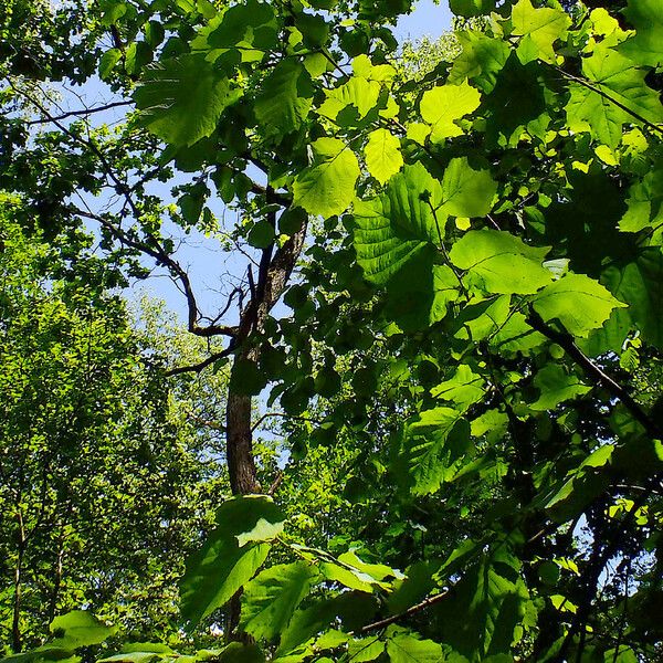 Corylus cornuta 葉