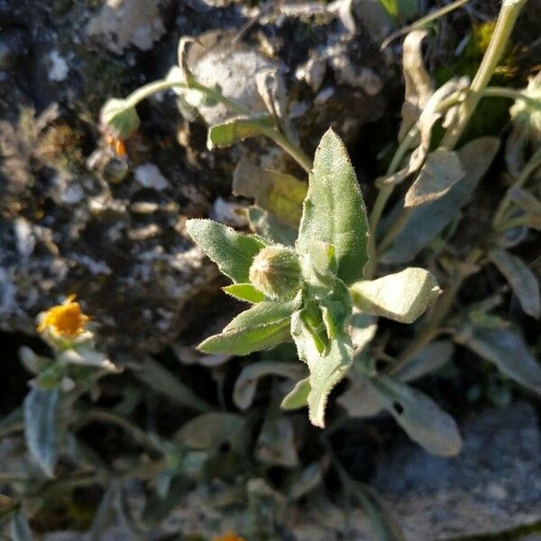 Calendula arvensis Frunză