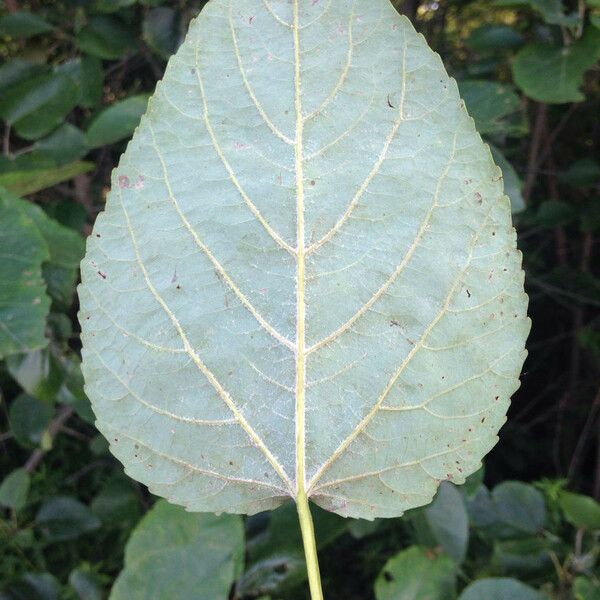 Populus heterophylla Φύλλο