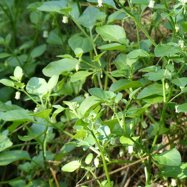 Salpichroa origanifolia Хабит