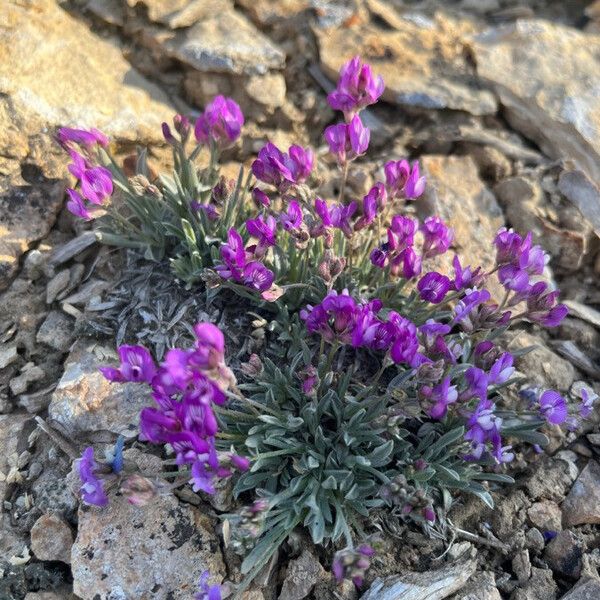 Oxytropis lambertii Liść