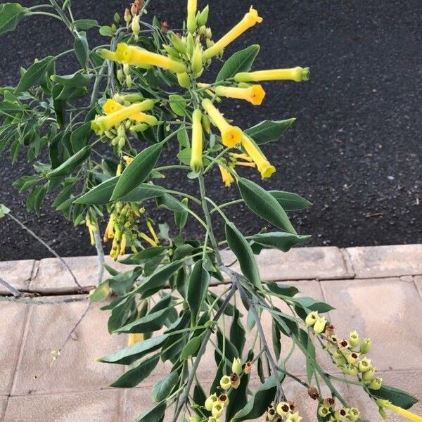 Nicotiana glauca 花