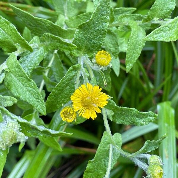 Pulicaria vulgaris Blad