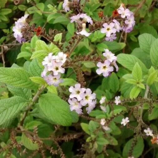 Heliotropium amplexicaule Flors