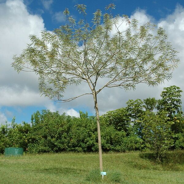 Acacia koaia Habit