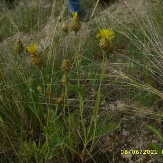 Centaurea rupestris Flor