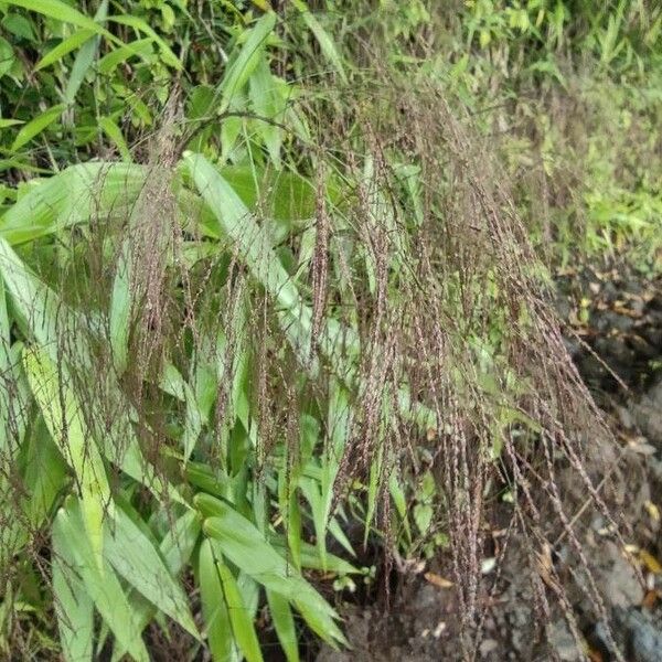 Thysanolaena latifolia Blüte