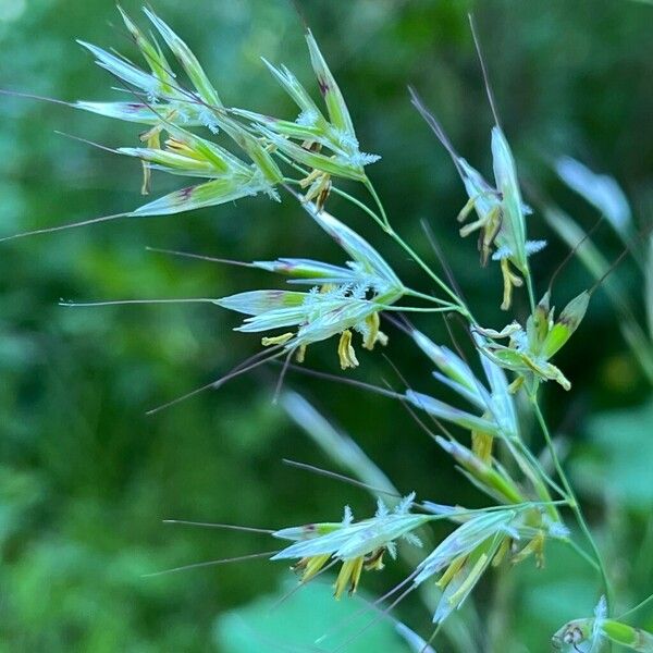 Avenula pubescens Lorea