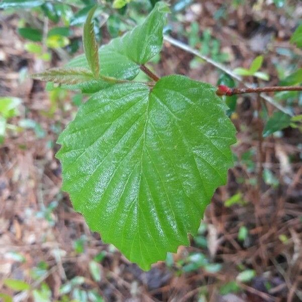 Viburnum dentatum List