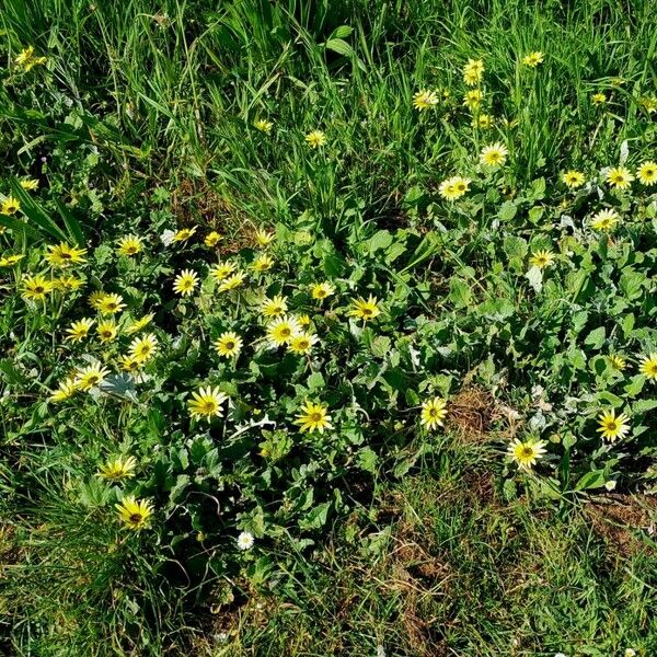 Arctotheca calendula Habitus