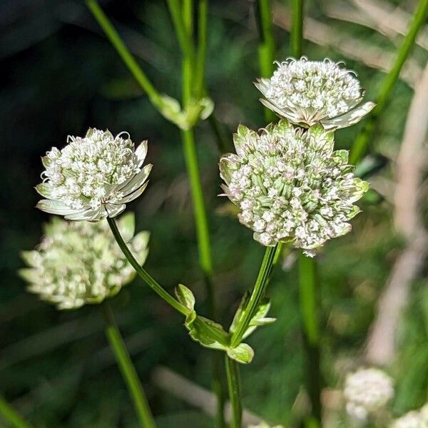 Astrantia major Flor