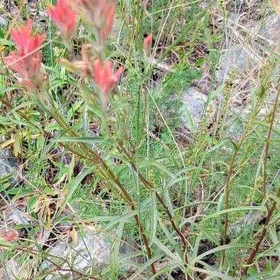 Castilleja tenuiflora List