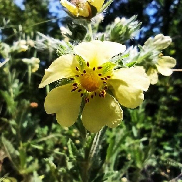 Potentilla recta Blüte